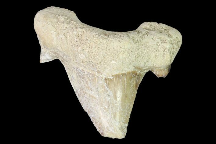 Fossil Shark Tooth (Otodus) - Morocco #143100